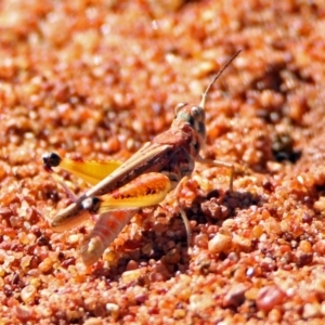 Urnisa guttulosa at Canberra Central, ACT - 21 Jan 2019