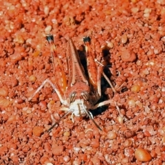 Urnisa guttulosa at Canberra Central, ACT - 21 Jan 2019