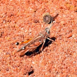 Urnisa guttulosa at Canberra Central, ACT - 21 Jan 2019