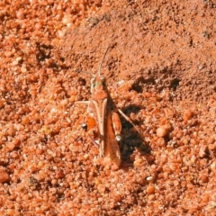 Urnisa guttulosa at Canberra Central, ACT - 21 Jan 2019