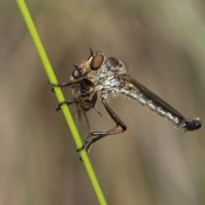 Cerdistus sp. (genus) at Cotter River, ACT - 11 Jan 2019 12:41 PM