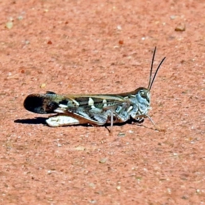 Oedaleus australis (Australian Oedaleus) at Canberra Central, ACT - 21 Jan 2019 by RodDeb