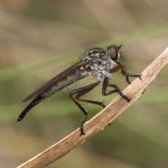 Cerdistus sp. (genus) (Robber fly) at Cotter River, ACT - 11 Jan 2019 by RFYank
