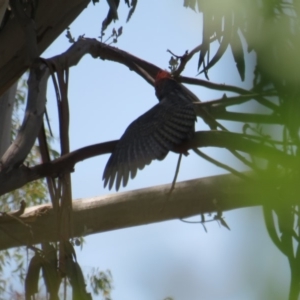 Callocephalon fimbriatum at Curtin, ACT - 22 Jan 2019