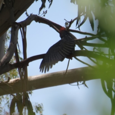 Callocephalon fimbriatum (Gang-gang Cockatoo) at Curtin, ACT - 22 Jan 2019 by BenW