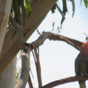 Callocephalon fimbriatum at Curtin, ACT - 22 Jan 2019