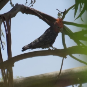 Callocephalon fimbriatum at Curtin, ACT - 22 Jan 2019