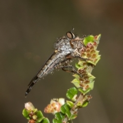 Cerdistus sp. (genus) (Yellow Slender Robber Fly) at Cotter River, ACT - 10 Jan 2019 by RFYank