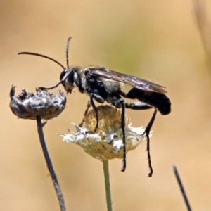 Sphex sp. (genus) at Acton, ACT - 21 Jan 2019 11:05 AM