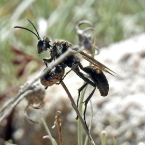 Sphex sp. (genus) at Acton, ACT - 21 Jan 2019 11:05 AM