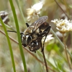 Sphex sp. (genus) at Acton, ACT - 21 Jan 2019 11:05 AM