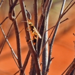 Sceliphron laetum (Common mud dauber wasp) at Canberra Central, ACT - 21 Jan 2019 by RodDeb