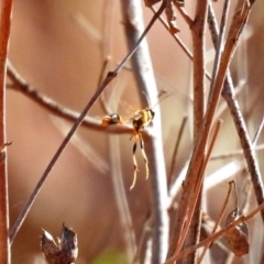 Sceliphron laetum at Canberra Central, ACT - 21 Jan 2019