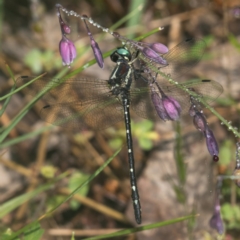 Eusynthemis guttata (Southern Tigertail) at Cotter River, ACT - 11 Jan 2019 by RFYank