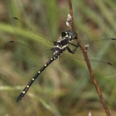 Eusynthemis guttata at Cotter River, ACT - 11 Jan 2019