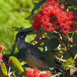 Anthochaera carunculata at Acton, ACT - 21 Jan 2019