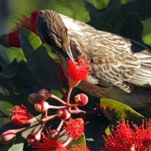 Anthochaera carunculata at Acton, ACT - 21 Jan 2019