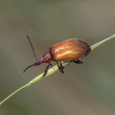 Ecnolagria grandis (Honeybrown beetle) at Cotter River, ACT - 11 Jan 2019 by RFYank