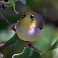 Zosterops lateralis (Silvereye) at Acton, ACT - 21 Jan 2019 by RodDeb