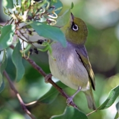 Zosterops lateralis at Acton, ACT - 21 Jan 2019