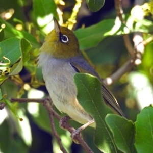 Zosterops lateralis at Acton, ACT - 21 Jan 2019