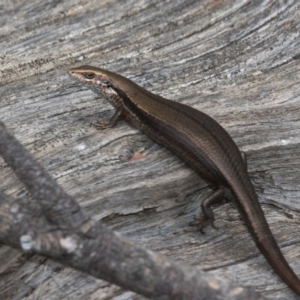 Pseudemoia entrecasteauxii at Brindabella, ACT - 11 Jan 2019