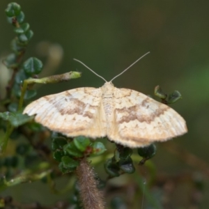 Chrysolarentia correlata at Cotter River, ACT - 11 Jan 2019