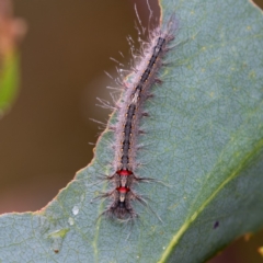 Genduara subnotata (Clear Winged Snout Moth) at Cotter River, ACT - 11 Jan 2019 by RFYank