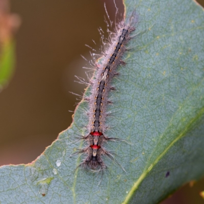 Genduara subnotata (Clear Winged Snout Moth) at Namadgi National Park - 10 Jan 2019 by RFYank