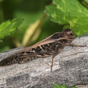 Gastrimargus musicus at Paddys River, ACT - 11 Jan 2019 03:20 PM