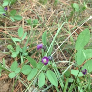 Glycine tabacina at Cooma, NSW - 22 Jan 2019