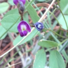 Glycine tabacina at Cooma, NSW - 22 Jan 2019