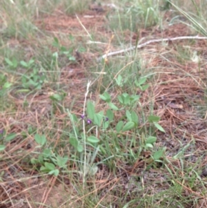 Glycine tabacina at Cooma, NSW - 22 Jan 2019