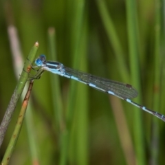 Austrolestes leda (Wandering Ringtail) at Paddys River, ACT - 12 Jan 2019 by RFYank