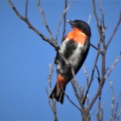 Dicaeum hirundinaceum (Mistletoebird) at Woodstock Nature Reserve - 21 Jan 2019 by JohnBundock