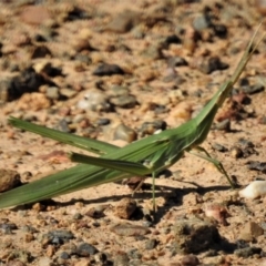 Acrida conica (Giant green slantface) at Coree, ACT - 22 Jan 2019 by JohnBundock