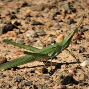 Acrida conica at Coree, ACT - 22 Jan 2019 09:56 AM