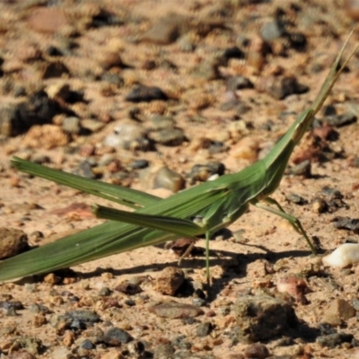 Acrida conica (Giant green slantface) at Coree, ACT - 22 Jan 2019 by JohnBundock