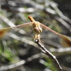 Diplacodes haematodes (Scarlet Percher) at Coree, ACT - 21 Jan 2019 by JohnBundock