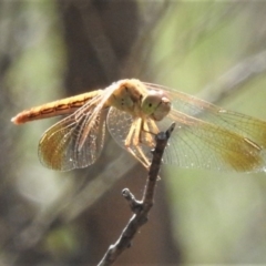 Diplacodes haematodes at Coree, ACT - 22 Jan 2019