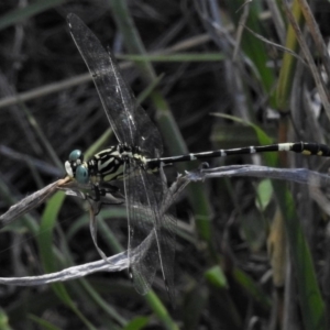 Austrogomphus cornutus at Stromlo, ACT - 22 Jan 2019 10:28 AM