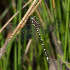 Synthemis eustalacta (Swamp Tigertail) at Namadgi National Park - 11 Jan 2019 by RFYank