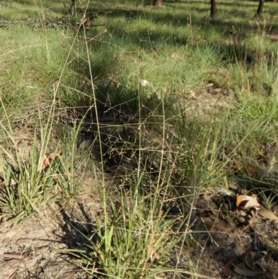 Panicum effusum (Hairy Panic Grass) at Cook, ACT - 21 Jan 2019 by CathB