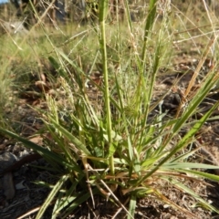 Panicum effusum at Cook, ACT - 22 Jan 2019