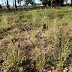 Panicum effusum at Cook, ACT - 22 Jan 2019 07:56 AM