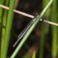 Ischnura aurora (Aurora Bluetail) at Paddys River, ACT - 12 Jan 2019 by RFYank