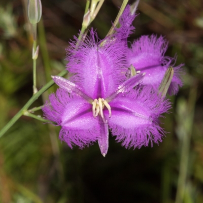 Thysanotus tuberosus subsp. tuberosus (Common Fringe-lily) at Paddys River, ACT - 11 Jan 2019 by RFYank