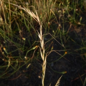 Austrostipa bigeniculata at Cook, ACT - 17 Jan 2019