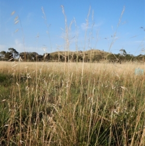 Austrostipa bigeniculata at Cook, ACT - 17 Jan 2019