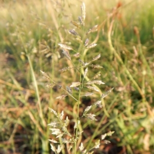 Eragrostis cilianensis at Cook, ACT - 17 Jan 2019